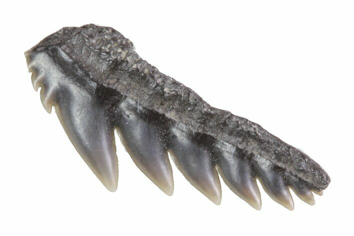 Fossil Cow Shark (Notorynchus) Tooth - Maryland #71095